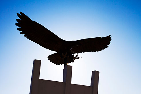 A sculpture of an eagle, wings spread, at the National Memorial Arboretum in Staffordshire, UK.