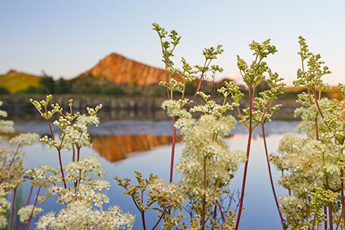 Atmospheric image of meadowsweet with Cawfields Quarry, on Hadrian’s Wall, in the background.