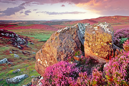 A colourful sunset image of heather in bloom near Darden Lough in Northumberland. 