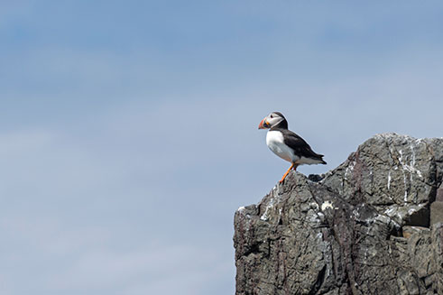 Photograph of a lone puffin standing on a rock, on the Farne Islands, Northumberland.